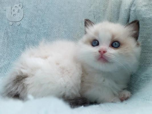 PoulaTo: Ragdoll - Blue Bicolour